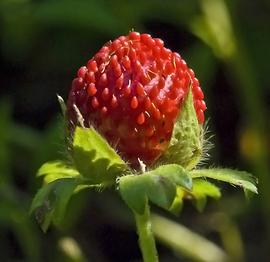   Fruits:   Duchesnea indica,  aggregate of achenes on fleshy torus; Photo by R. Thomas, calphotos
